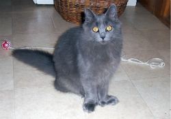 Denver The Kitten Kitten Playing With Yarn